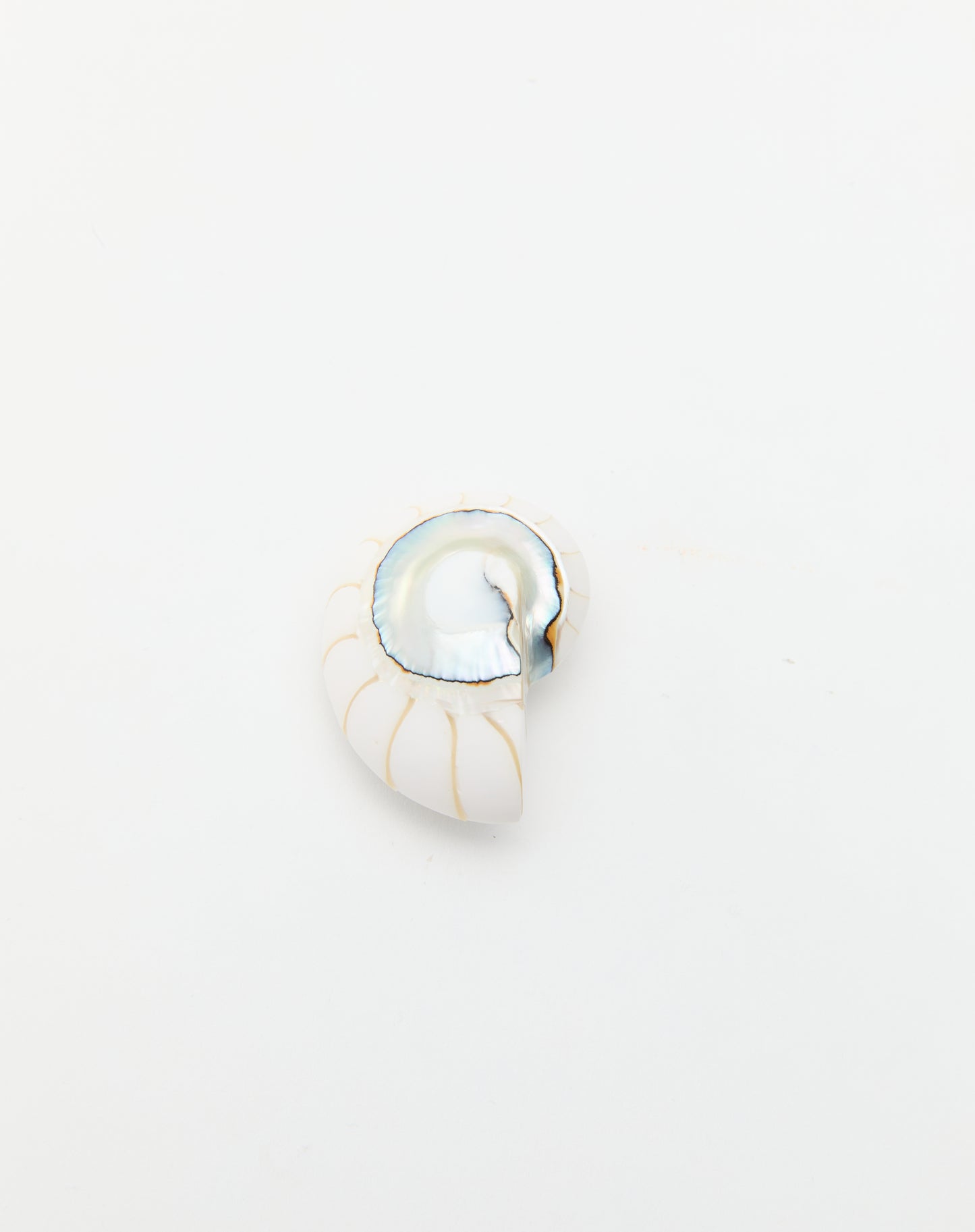 Nautilus Earrings